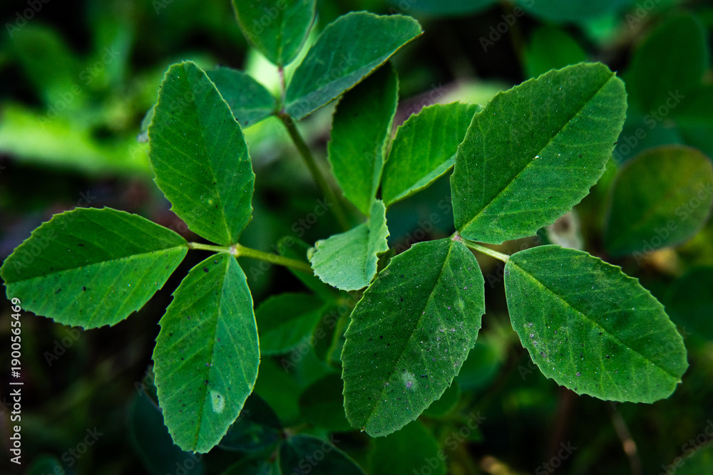 Naklejka premium green leaves in the garden