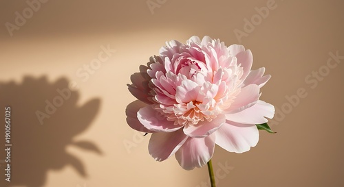 Soft Pink Peony Bloom, Gentle Light & Shadow
