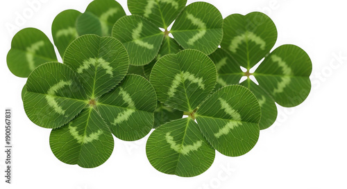 A cluster of green four-leaf clovers with white markings on transparent background