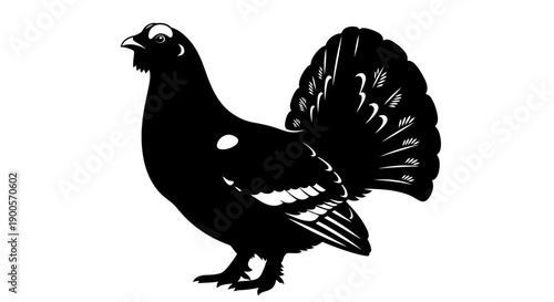 Silhouette of a male Capercaillie bird with its tail fanned out, showcasing its distinctive plumage and markings.
