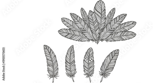 A collection of detailed, hand-drawn illustrations of various feathers, some arranged in a fan shape and others individually.