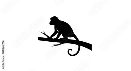 Monkey black and white