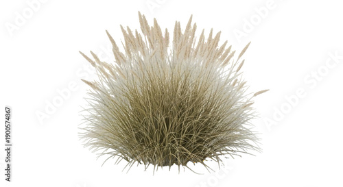 Feather Reed Grass, Calamagrostis Acutiflora 'Karl Foerster', isolated on transparent background, graphic design elements. 