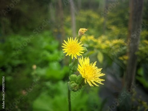 Yellow flower in the garden