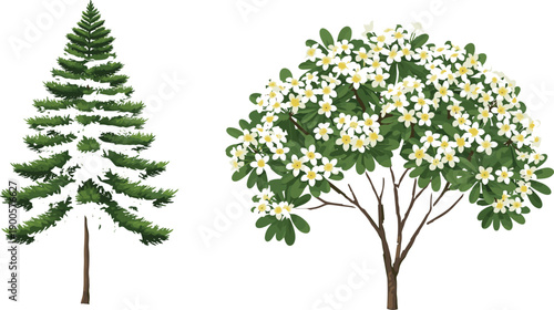 Vector illustration of a coniferous pine tree and a flowering tropical frangipani plumeria tree isolated on a white background.