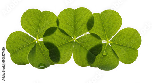 Three four-leaf clovers arranged together on a transparent background