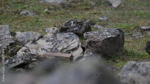 Wallpaper Mural Pika in the alpine in the Canadian Rockies Torontodigital.ca