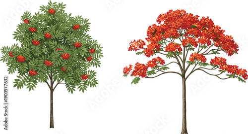 Vibrant Vector Illustration of a Rowan Tree with Red Berries and a Flamboyant Delonix Regia Tree Isolated on White Background