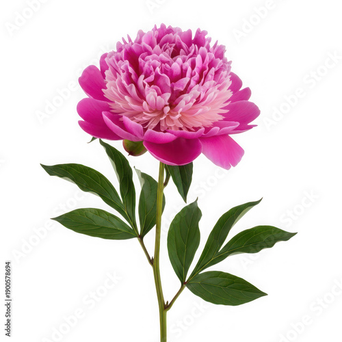 A large pink peony flower on a transparent background
