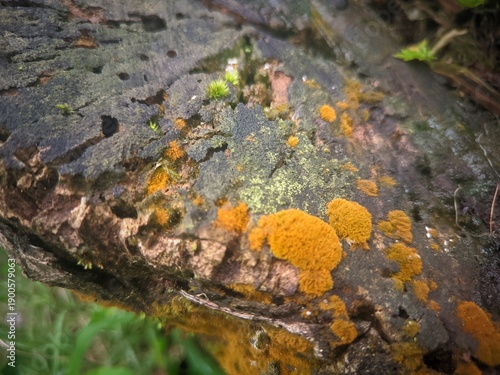 moss on tree
