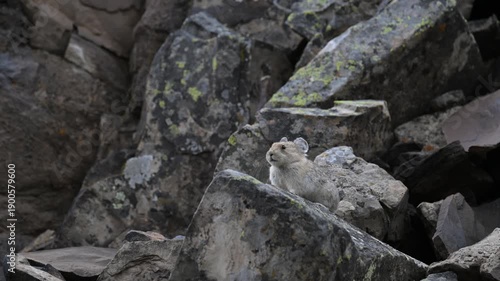 Wallpaper Mural Pika in the alpine in the Canadian Rockies Torontodigital.ca