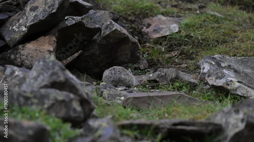 Wallpaper Mural Pika in the alpine in the Canadian Rockies Torontodigital.ca