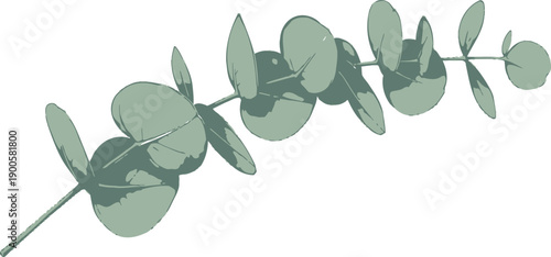 Beautiful Watercolor Eucalyptus Branch Illustration with Green Leaves on White Background
