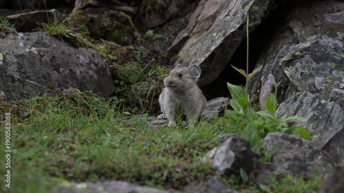 Wallpaper Mural Pika in the alpine in the Canadian Rockies Torontodigital.ca