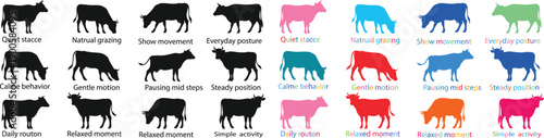 Cow silhouette collection featuring cattle in standing and walking poses, flat vector illustration set with black and colorful styles, isolated design for farm, agriculture, icons and graphics