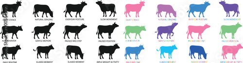Cow silhouette collection featuring cattle in standing and walking poses, flat vector illustration set with black and colorful styles, isolated design for farm, agriculture, icons and graphics
