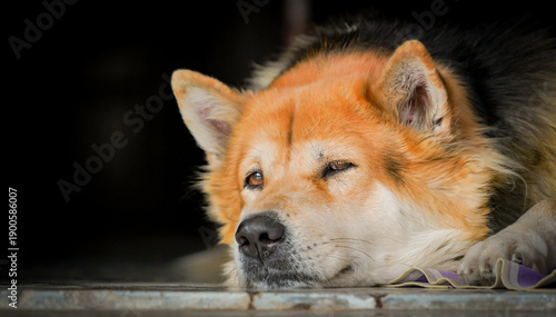 Konstfotografi brown dog lay on on the floor with dramatic tone