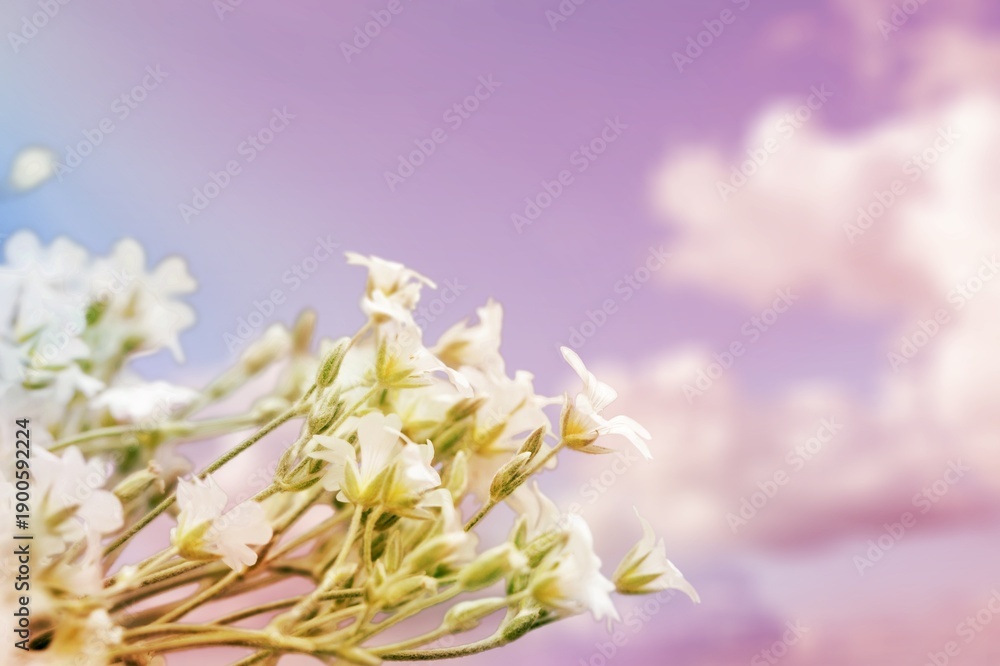 Fototapeta premium Fresh aroma flowers blooming in green garden