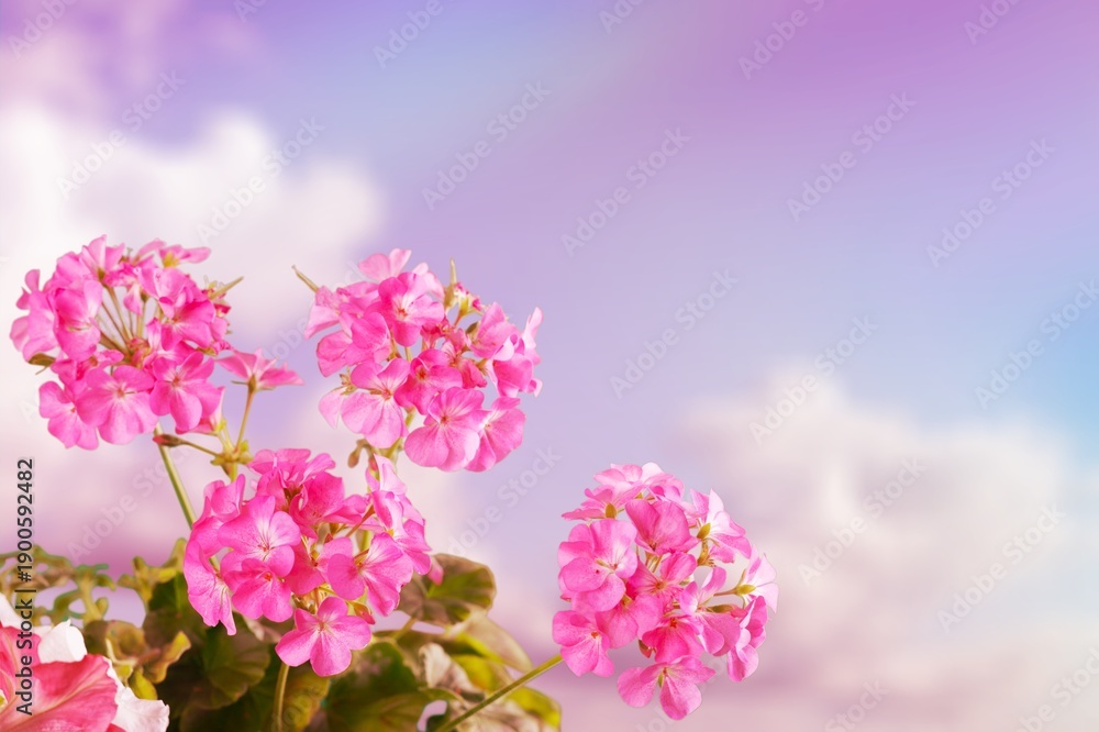 Fototapeta premium Fresh aroma flowers blooming in green garden