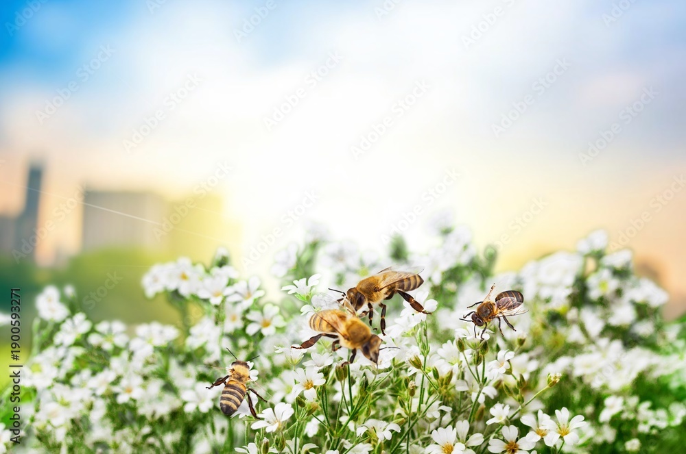 Fototapeta premium European wild Honey Bee on fresh flowers