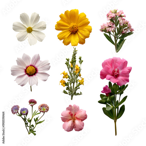 Vibrant and diverse floral collection with a transparent background PNG, perfect for design projects and botanical themes