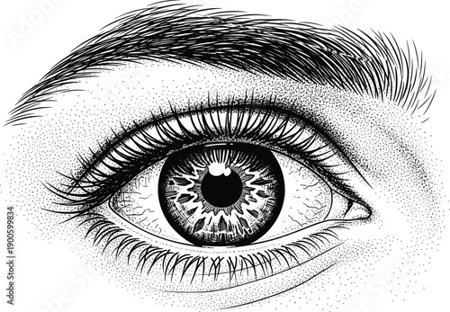 Detailed human eye vintage engraving illustration, realistic iris and eyelashes close up, black and white hand drawn anatomy artwork, vision and beauty concept, medical and artistic design