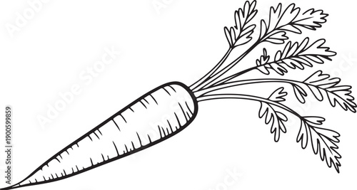 A detailed illustration of a carrot with its green leafy top still attached