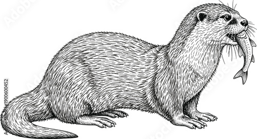 Detailed otter illustration holding fish in mouth, wildlife engraving style artwork, river animal sketch, black and white nature drawing, isolated on white background