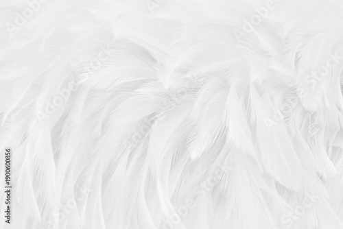 Beautiful white grey bird feathers pattern texture background.