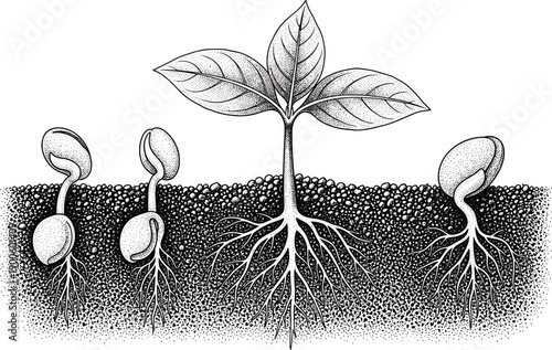 Plant germination stages vintage engraving illustration, seed sprouting process with roots and leaves, botanical growth diagram, black and white agriculture artwork, natural life cycle concept