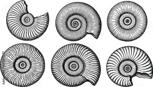 Vintage ammonite fossil shell collection illustration, detailed black and white engraving style marine spiral shells, scientific natural history artwork, isolated on white background