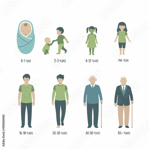 Human Development Stages Infographic: Illustrating the Life Cycle from Newborn Baby to Senior Adult with Age Range Labels