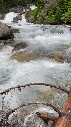 A fast mountain river in a wild forest