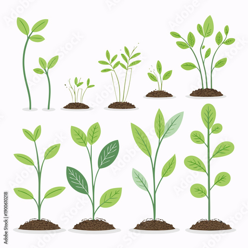 Illustration of various seedlings at different stages of growth in a clean and minimalist style from a direct overhead viewpoint