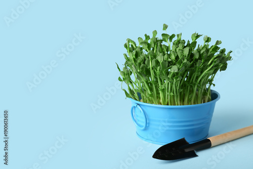 Bucket with fresh micro green and shovel on blue background