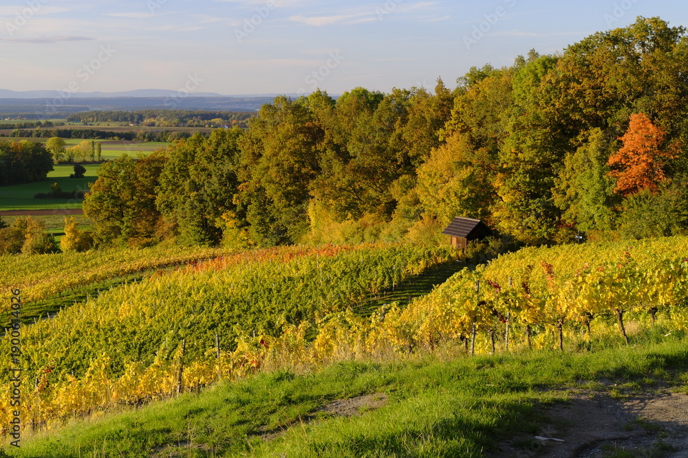 Obraz premium Weinberge bei Prüssberg im Abendlicht, Naturpark Steigerwald, Gemeinde Michelau, Landkreis Schweinfurt, Unterfranken, Franken, Bayern, Deutschland