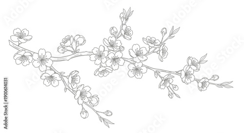 Detailed line art illustration of a cherry blossom branch with multiple delicate flowers and buds, showcasing intricate botanical beauty.