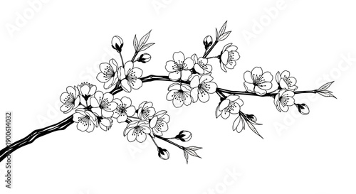 Detailed black and white line art illustration of a cherry blossom branch with delicate flowers and buds.
