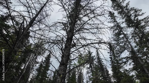 Wallpaper Mural Red squirrel in the Canadian Rockies Torontodigital.ca