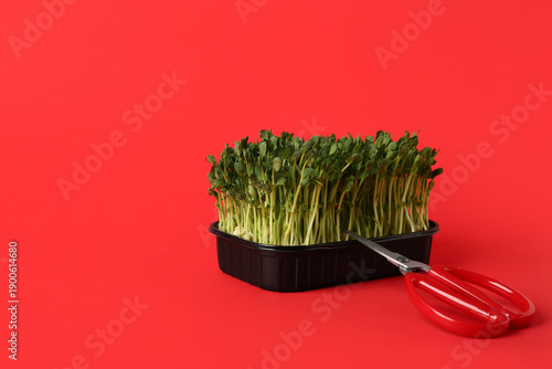 Plastic container with fresh micro green and scissors on red background