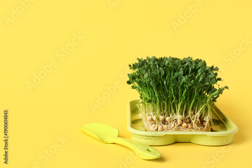 Plastic tray with fresh peas micro green and shovel on yellow background