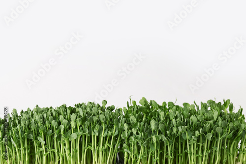 Fresh micro green on grey background