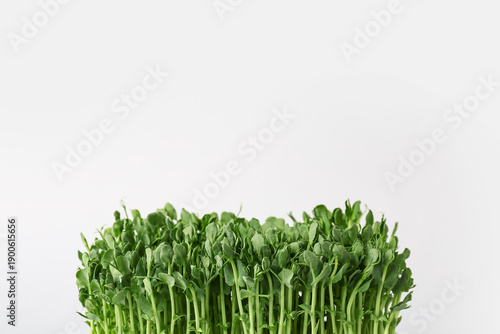 Fresh micro green on grey background