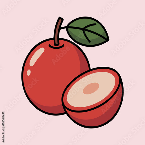 Quandong Vector Illustration of Fresh Australian Native Desert Peach and Half with Seed