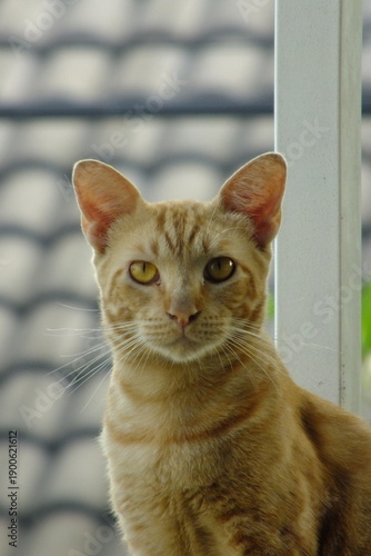 Orange tabby cat sitting indoors near the fence.