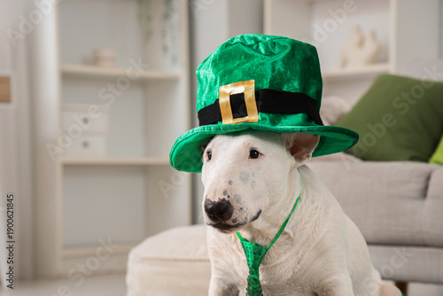 Cute Bull Terrier dog with ...