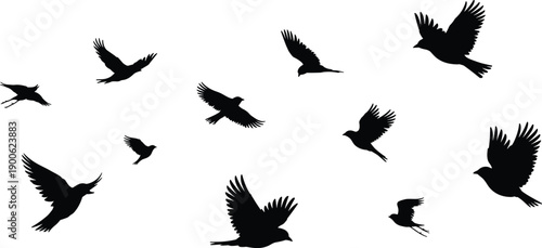 Flying bird silhouettes collection, avian motion chart, wing positions illustration, wildlife pictogram, ornithology icon set, flight dynamics design resource