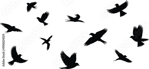 Flying bird silhouettes collection, avian motion chart, wing positions illustration, wildlife pictogram, ornithology icon set, flight dynamics design resource