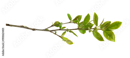 Fresh green leaves of coton...