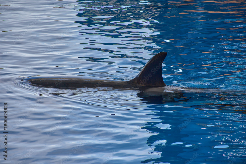 Obraz premium Giant orca swimming underwater in the blue water at the Orca Ocean stadium in Loro Parque, Tenerife, Canary Islands, Spain